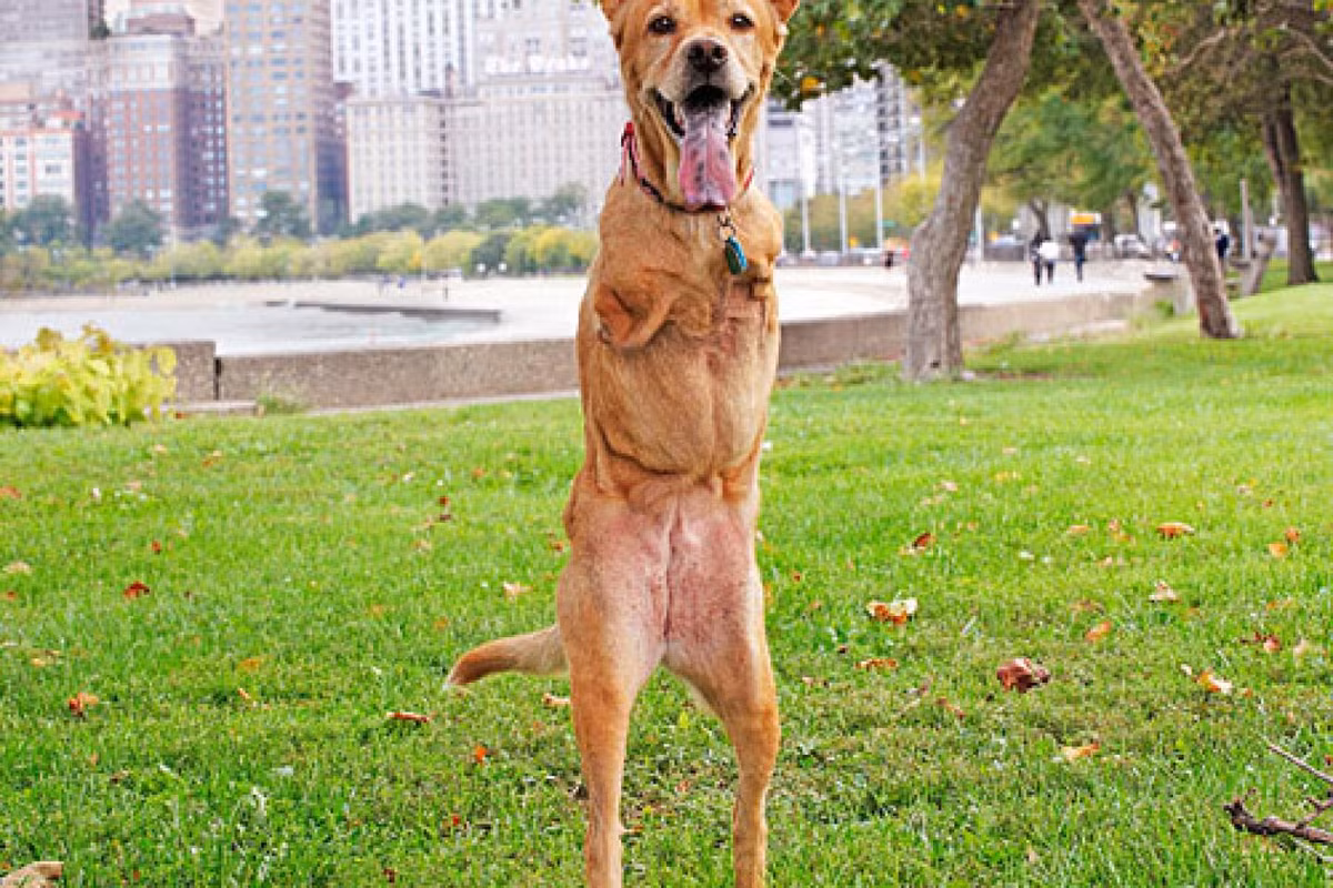 Chú chó Faith ở Mỹ sinh ra chỉ có hai chân sau, bị mẹ ruồng bỏ. Tuy nhiên, nó đã được người chủ mới nuôi dưỡng, trở nên nổi tiếng và xuất hiện trên truyền thông.(Ảnh:Los Angeles Times)