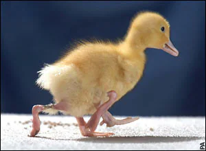 Chú vịt Stumpy có 4 chân, trong đó 2 chân thừa vô dụng. Nó vẫn có thể di chuyển bình thường và cần chăm sóc đặc biệt.(Ảnh:The Telegraph)