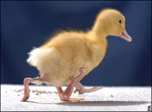 Chú vịt Stumpy có 4 chân, trong đó 2 chân thừa vô dụng. Nó vẫn có thể di chuyển bình thường và cần chăm sóc đặc biệt.(Ảnh:The Telegraph)