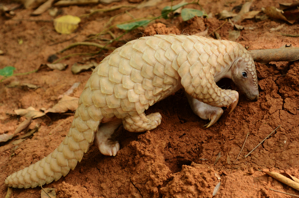 Tê tê Ấn Độ có lớp vảy lớn làm từ keratin, chất liệu tương tự như móng tay và móng chân của con người. (Ảnh:BioLib)