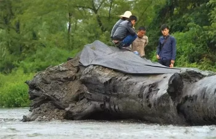 Gỗ âm trầm được chôn vùi dưới lòng đất từ 2.000 đến 12.000 năm, qua quá trình ngâm mình trong nước và trầm tích, tạo nên màu sắc đen đặc trưng và vân gỗ mờ.