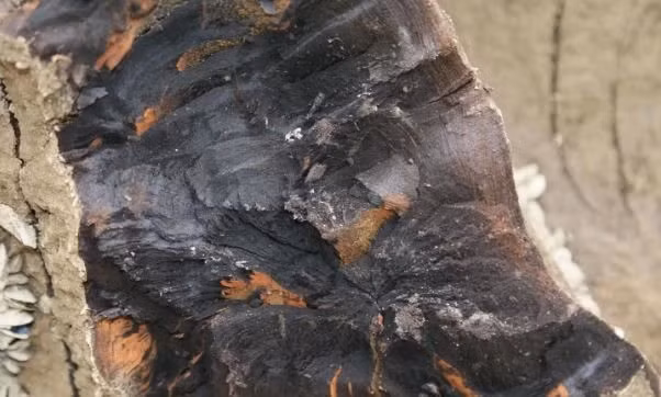 Gỗ âm trầm, còn được biết đến với tên gọi “Đông Phương Thần Mộc”, là một loại gỗ quý hiếm và có giá trị cao trong ngành nội thất và thủ công mỹ nghệ. Loại gỗ này đã tồn tại hàng ngàn năm dưới lòng đất, trải qua quá trình cacbon hóa tự nhiên, tạo nên những đặc tính độc đáo và quý giá.