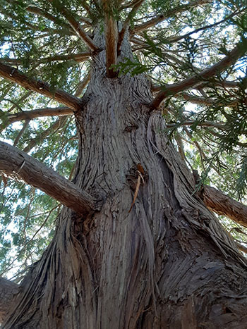 Gỗ âm trầm được hình thành từ cây Nhai Bách (Thuja Sutchuenensis), một loài cây thuộc họ Bách. Cây này có thể đạt chiều cao lên đến 60 mét và thường được tìm thấy ở Bắc Mỹ và Đông Nam Á.