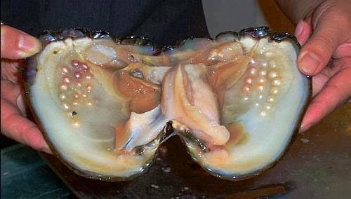 Do sự hiếm có và quá trình hình thành phức tạp, ngọc trai tự nhiên có giá trị rất cao trên thị trường. (Ảnh: Lansing Jewelry Doctor)