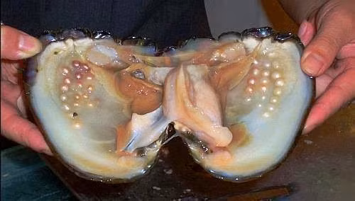 Do sự hiếm có và quá trình hình thành phức tạp, ngọc trai tự nhiên có giá trị rất cao trên thị trường. (Ảnh: Lansing Jewelry Doctor)