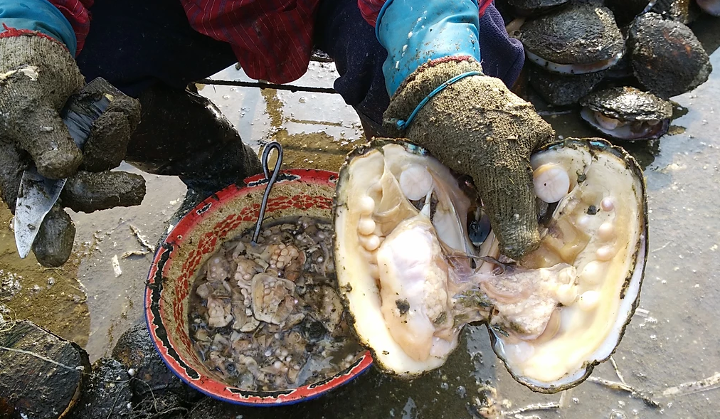 Chúng thường được sử dụng trong các món trang sức cao cấp như vòng cổ, nhẫn, và bông tai. (Ảnh: Continental Pearl)