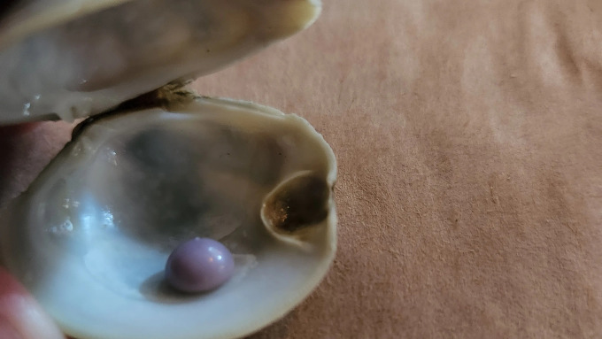 Việc tìm thấy ngọc trong các món hải sản là hiếm nhưng không phải chưa từng xảy ra. Trong một trường hợp tương tự, Scott Overland, 37 tuổi, phát hiện một viên ngọc trai màu tím quý hiếm trong món ngao khai vị khi dùng bữa tại nhà hàng Salt Air ở Delaware, Mỹ. Ban đầu, anh tưởng rằng mình cắn phải vỏ ngao, nhưng sau đó nhận ra đó là viên ngọc. (Ảnh: USA Today).