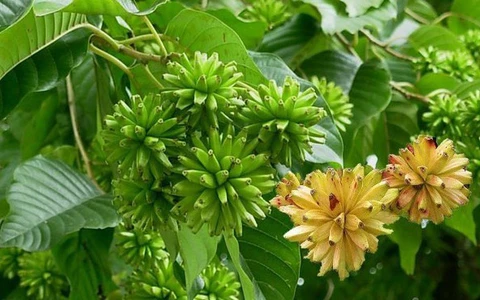 Và quả mà nó tạo ra rất đặc biệt, trông như những quả chuối nhỏ, gắn vào nhau, tạo thành một quả cầu vàng ươm. Quả của chúng rất sai, lúc lỉu, vàng rực, mang lại sự thu hoạch dồi dào, có ý nghĩa thu hút tài lộc.