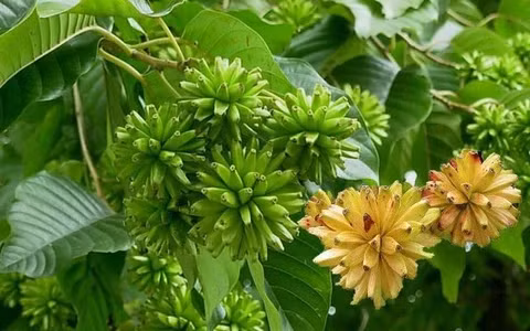 Và quả mà nó tạo ra rất đặc biệt, trông như những quả chuối nhỏ, gắn vào nhau, tạo thành một quả cầu vàng ươm. Quả của chúng rất sai, lúc lỉu, vàng rực, mang lại sự thu hoạch dồi dào, có ý nghĩa thu hút tài lộc.