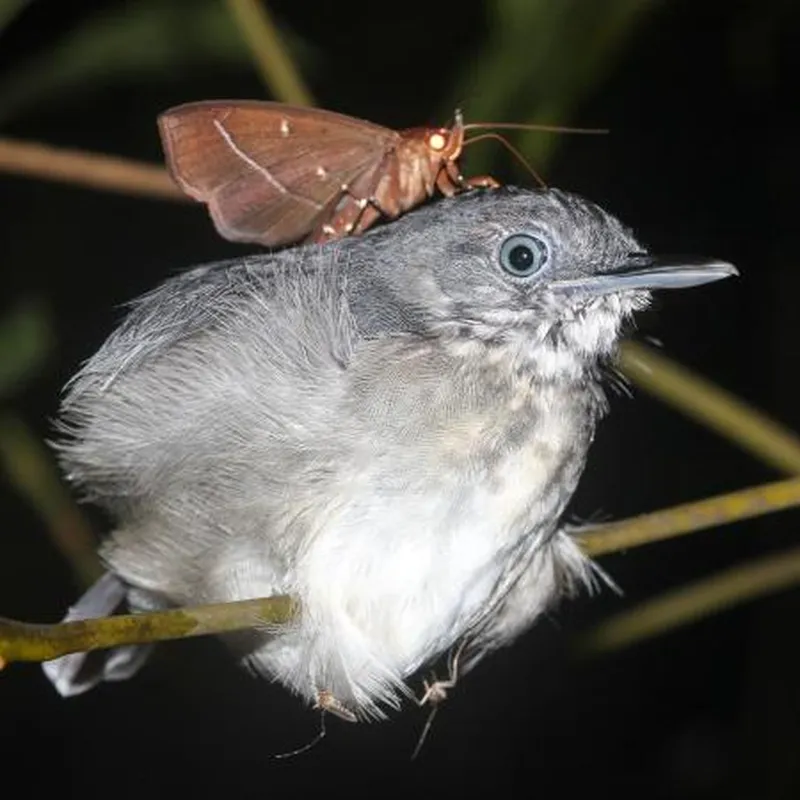 Bướm đêm sử dụng vòi dài và mảnh để hút nước mắt, chủ yếu để lấy muối và protein, vốn có hàm lượng cao trong nước mắt. Mặc dù hiện tượng này không gây tổn thương trực tiếp cho động vật, nhưng vẫn cần thêm nghiên cứu để đánh giá tác động lâu dài. Khám phá này góp phần làm rõ thêm về chiến lược sinh tồn độc đáo của các loài côn trùng trong tự nhiên. (Ảnh: Smithsonian Magazine)
