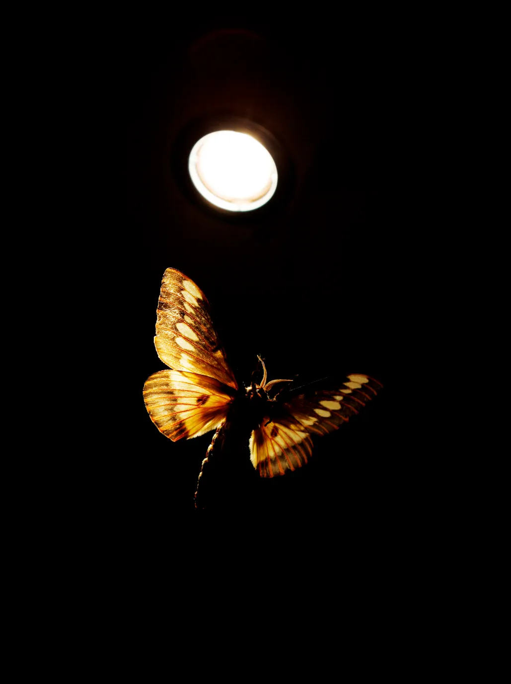 Bướm đêm chiếm phần lớn số chủng loại trong Bộ Cánh vẩy, với khoảng 150.000 đến 250.000 loài khác nhau. Chúng thường có cơ thể cường tráng hơn và đôi cánh rộng hơn so với bướm. Râu của bướm đêm thường có dạng lông vũ hoặc dạng sợi, khác với râu hình chùy của bướm. (Ảnh: BBC Wildlife Magazine)