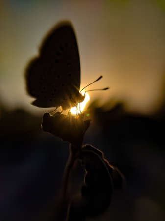 Bướm đêm đóng vai trò quan trọng trong hệ sinh thái, không chỉ là loài thụ phấn mà còn là nguồn thức ăn cho nhiều loài động vật khác. Sự hiện diện của chúng góp phần duy trì sự cân bằng sinh thái và đa dạng sinh học.(Ảnh: 123RF)