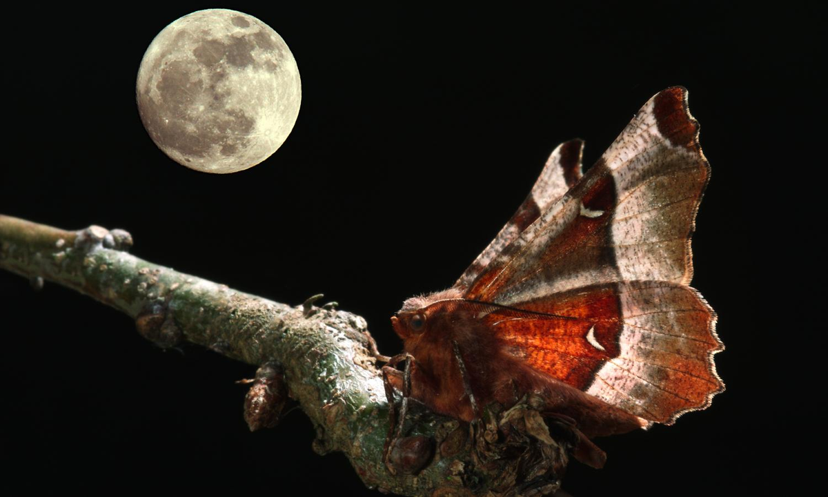 Bướm đêm, hay còn gọi là ngài, là một loài côn trùng thuộc Bộ Cánh vẩy (Lepidoptera), có mối quan hệ chặt chẽ với loài bướm. Tuy nhiên, bướm đêm thường bị bỏ qua do không có màu sắc rực rỡ như bướm ngày. Dù vậy, chúng lại chứa đựng nhiều bí ẩn và bất ngờ thú vị. (Ảnh: Butterfly Conservation)