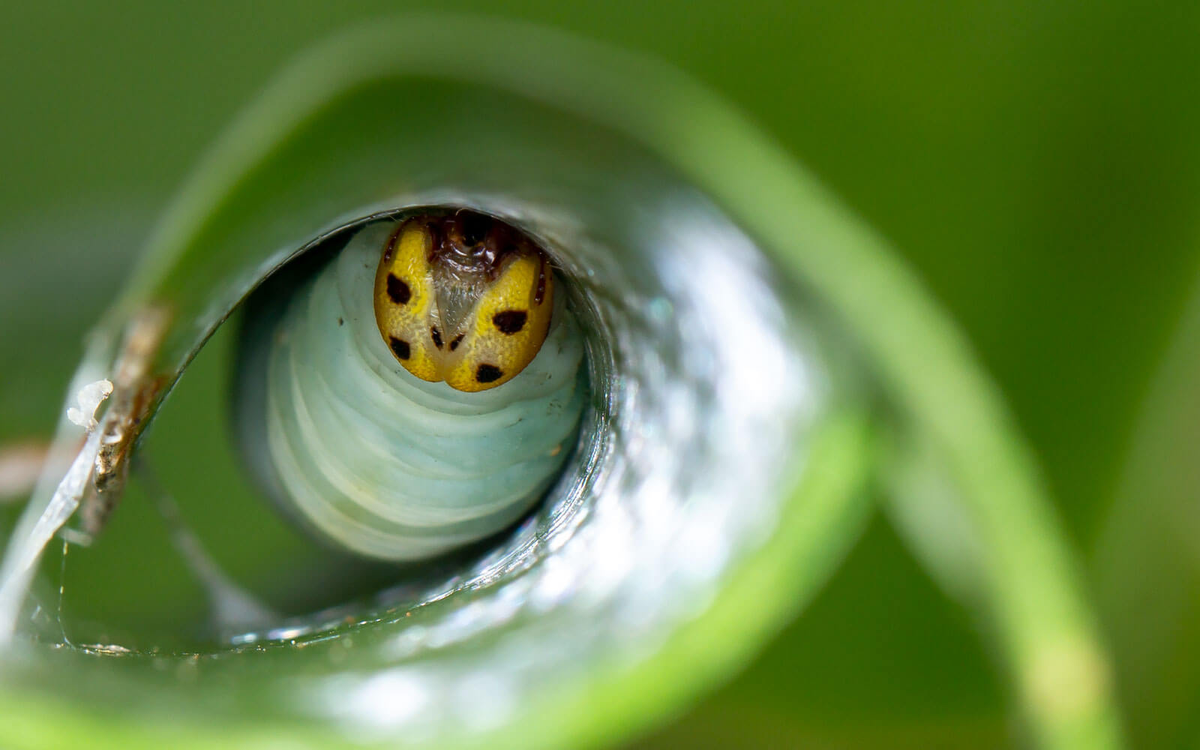 Vòng đời của bướm đêm bao gồm các giai đoạn: trứng, ấu trùng (sâu), nhộng và trưởng thành. Ấu trùng của bướm đêm thường ăn nhiều loại thực vật khác nhau, từ lá, quả đến hạt. Khi trưởng thành, hầu hết các loài bướm đêm ăn mật hoa, mặc dù một số loài không ăn gì trong giai đoạn này. (Ảnh: Kloof Conservancy The Leopard's Echo)