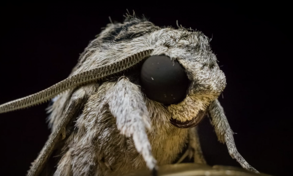 Bướm đêm chủ yếu hoạt động vào ban đêm, khi những kẻ săn mồi chính của chúng đang ngủ. Chúng có khả năng nhìn trong bóng tối đáng kinh ngạc và thường có màu sắc và hoa văn giúp ngụy trang với môi trường xung quanh.(Ảnh: Nexles)