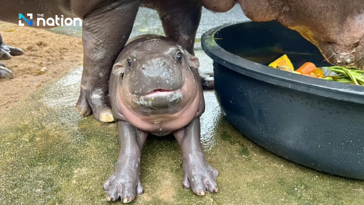 Tại Sở thú Khao Kheow, Moo Deng sống trong một môi trường an toàn và tự nhiên, được chăm sóc chu đáo bởi các nhân viên sở thú. Chú dành phần lớn thời gian để vui chơi cùng mẹ và các anh chị em, khám phá không gian xung quanh và tận hưởng những bữa ăn đầy dinh dưỡng. (Ảnh: Nation Thailand)