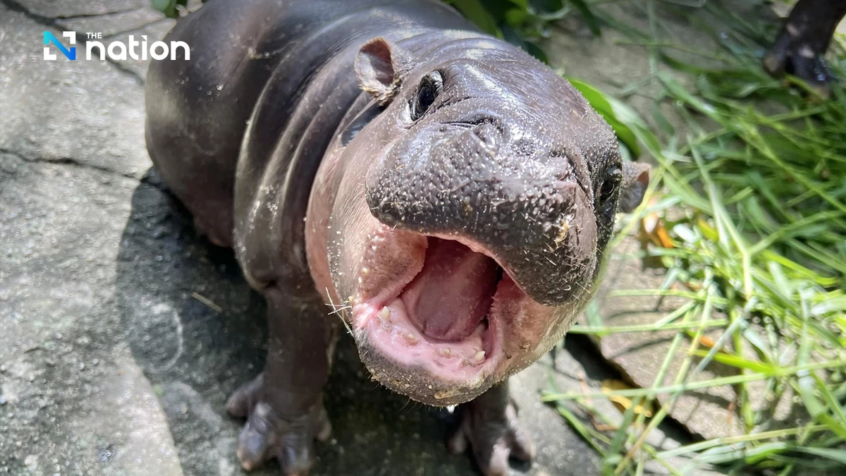 Những video và hình ảnh của Moo Deng khi chơi đùa, tắm nắng, hay thậm chí đang ngủ đã trở thành nguồn cảm hứng cho vô số lượt chia sẻ trên mạng xã hội. (Ảnh: Nation Thailand)