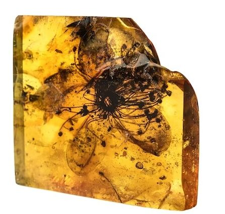 Hổ phách không chỉ được sử dụng làm trang sức mà còn có nhiều ứng dụng trong y học cổ truyền. Theo Đông y, hổ phách có tác dụng an thần, định kinh, lợi tiểu và tán ứ huyết. (Ảnh:DOJILAB)