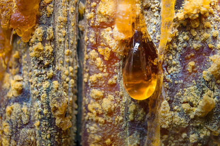 Hổ phách thường có màu vàng, cam hoặc nâu đất, nhưng cũng có những viên hổ phách màu xanh lam hiếm gặp.(Ảnh:VnReview)