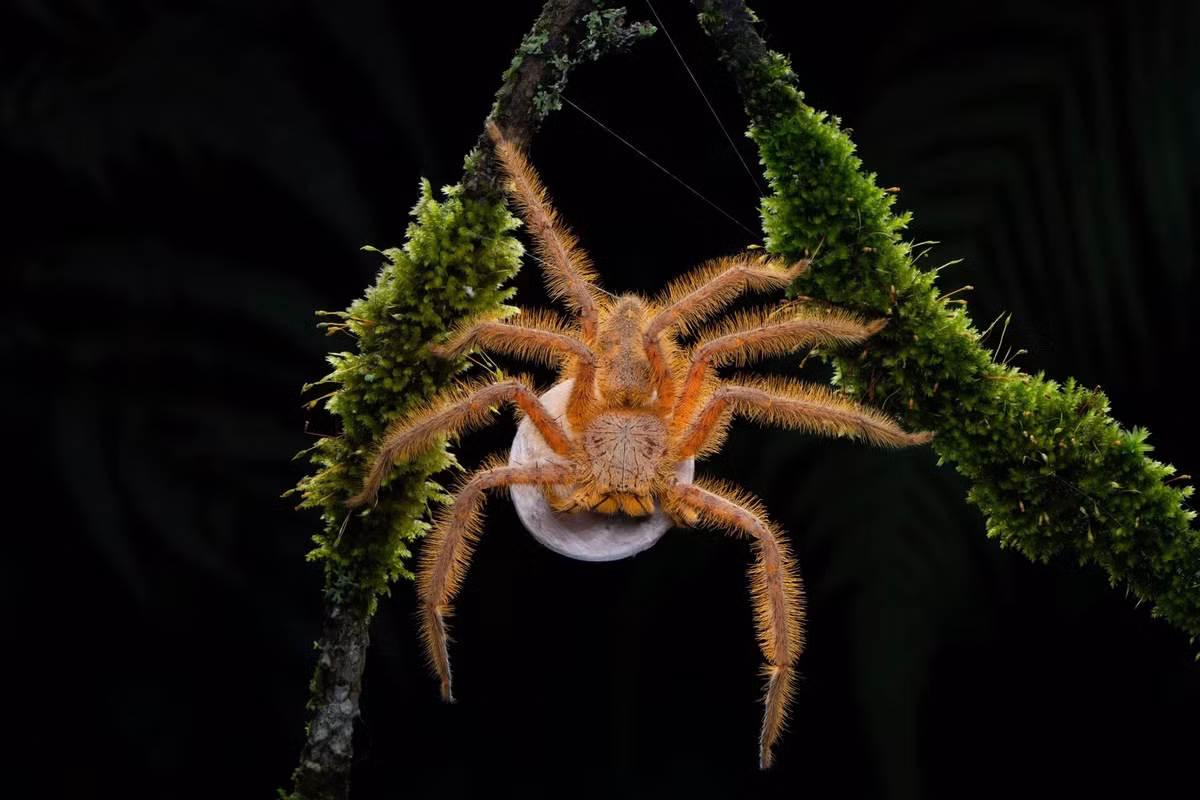 Ziggy Spider - bức ảnh một con nhện được đặt theo tên ngôi sao nhạc rock David Bowie đang mang một túi trứng được chụp ở cao nguyên Cameron của Pahang, Malaysia. Ảnh: Lam Soon Tak/Wildlife Photographer of the Year/PA.