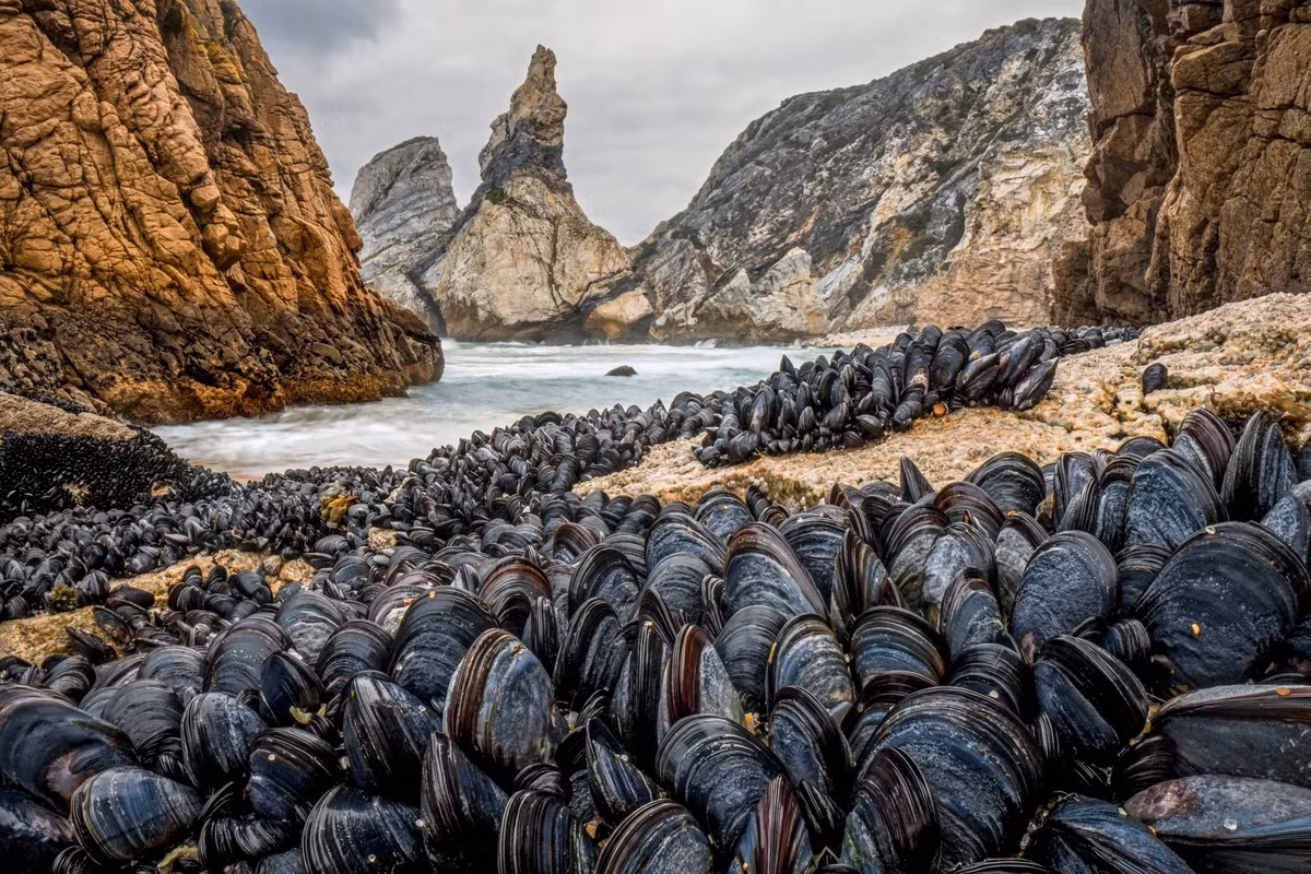 Strength in Numbers - bức ảnh của NAG Theo Bosboom (Hà Lan) cho thấy những con trai liên kết chặt lẽ với nhau để không bị cuốn trôi khỏi bờ biển ở Praia da Ursa, Sintra, Bồ Đào Nha. Ảnh: Theo Bosboom/Wildlife Photographer of the Year/PA.