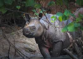 Các nỗ lực bảo tồn đang tập trung vào việc bảo vệ môi trường sống và ngăn chặn săn bắt trộm. Các nhà khoa học sử dụng bẫy ảnh tự động và mẫu phân để theo dõi sức khỏe và hành vi của tê giác. Tuy nhiên, việc bảo tồn loài này vẫn gặp nhiều khó khăn do số lượng cá thể quá ít và môi trường sống bị đe dọa. (Ảnh: iNaturalist)