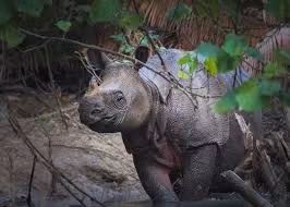 Các nỗ lực bảo tồn đang tập trung vào việc bảo vệ môi trường sống và ngăn chặn săn bắt trộm. Các nhà khoa học sử dụng bẫy ảnh tự động và mẫu phân để theo dõi sức khỏe và hành vi của tê giác. Tuy nhiên, việc bảo tồn loài này vẫn gặp nhiều khó khăn do số lượng cá thể quá ít và môi trường sống bị đe dọa. (Ảnh: iNaturalist)