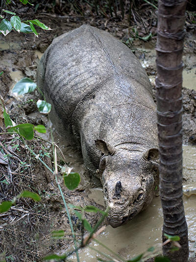 Hiện tại, tê giác Java đang phải đối mặt với nguy cơ suy giảm đa dạng di truyền do giao phối cận huyết. (Ảnh: Ecology Asia)