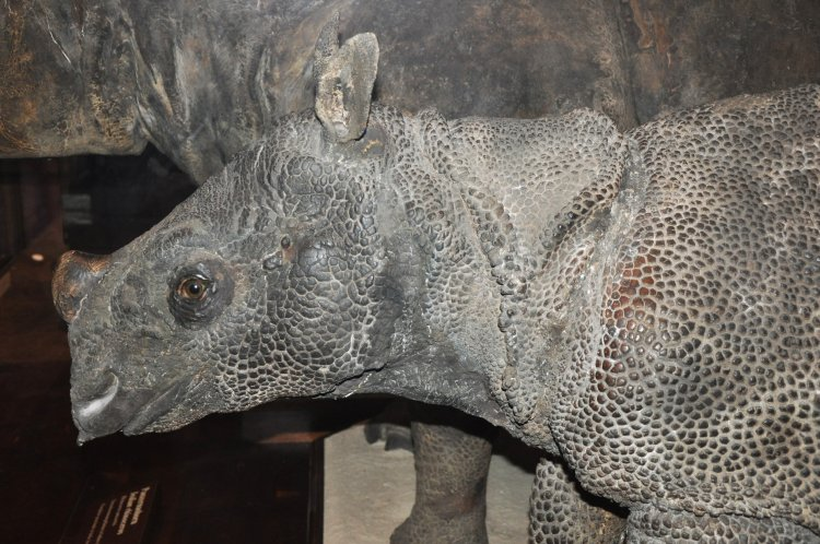 Da của chúng có những nếp gấp giống như áo giáp, giúp bảo vệ cơ thể khỏi các vết thương.(Ảnh: BioLib)