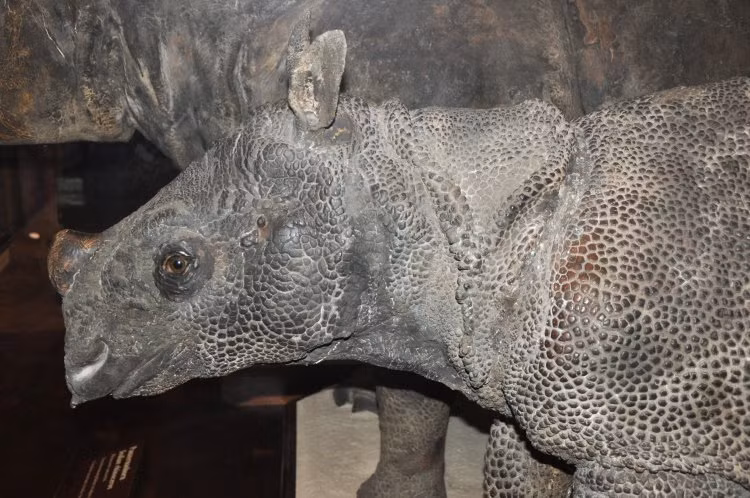 Da của chúng có những nếp gấp giống như áo giáp, giúp bảo vệ cơ thể khỏi các vết thương.(Ảnh: BioLib)