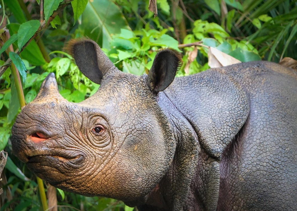  Tê giác Java (Rhinoceros sondaicus), còn được gọi là tê giác Sunda, là một trong những loài động vật quý hiếm nhất trên hành tinh. Với chỉ khoảng 40-80 cá thể còn lại trong tự nhiên, loài này đang đứng trước nguy cơ tuyệt chủng cực kỳ cao. (Ảnh: iNaturalist)