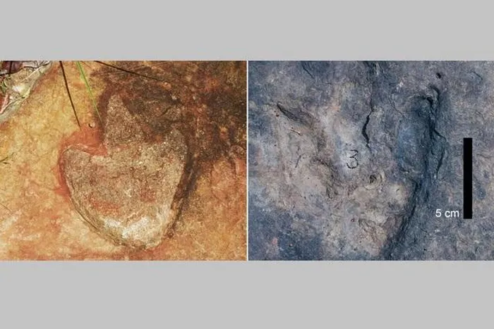 Khám phá này chứng minh rằng hai châu lục Nam Mỹ và Châu Phi từng liền nhau trước khi tách ra vào khoảng 140 triệu năm trước. Các dấu chân có niên đại 120 triệu năm, đánh dấu cây cầu đất cuối cùng giữa hai châu lục, trước khi đại dương hình thành. Phát hiện này củng cố lý thuyết kiến tạo mảng và lịch sử của siêu lục địa này. (Ảnh: SMU)