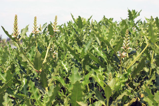 Cây ô rô có nguồn gốc từ Ấn Độ và đã được du nhập vào nhiều quốc gia khác nhau, trong đó có Việt Nam. (Ảnh: elead)