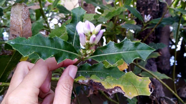 Cây ô rô là cây nhỏ, cao khoảng 1 - 1,5 mét, thân tròn, không có lông tơ, màu xanh lục nhạt với những chấm đen nhỏ. Lá cây mọc đối xứng, không có cuống, phiến lá hình mác, cứng, mép lá có răng cưa nhọn. Hoa ô rô nở quanh năm, nhưng nở rộ nhất vào mùa thu. Hoa mọc ở đầu cành, mỗi bông hoa có 1 - 2 lá bắc dài và có khoảng 1 - 2 tràng hoa, 3 - 4 nhị hoa. Quả ô rô là dạng quả nang, dài khoảng 2 cm, bên trong có 4 hạt dẹp.(Ảnh: elead)