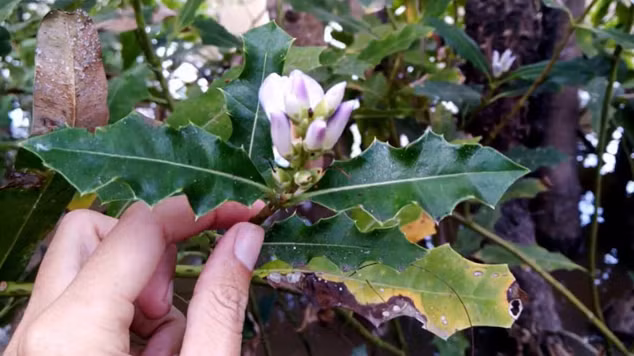 Cây ô rô là cây nhỏ, cao khoảng 1 - 1,5 mét, thân tròn, không có lông tơ, màu xanh lục nhạt với những chấm đen nhỏ. Lá cây mọc đối xứng, không có cuống, phiến lá hình mác, cứng, mép lá có răng cưa nhọn. Hoa ô rô nở quanh năm, nhưng nở rộ nhất vào mùa thu. Hoa mọc ở đầu cành, mỗi bông hoa có 1 - 2 lá bắc dài và có khoảng 1 - 2 tràng hoa, 3 - 4 nhị hoa. Quả ô rô là dạng quả nang, dài khoảng 2 cm, bên trong có 4 hạt dẹp.(Ảnh: elead)