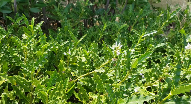 Cây ô rô, còn được biết đến với nhiều tên gọi khác như cây ô rô gai, ô rô hoa nhỏ, sơn ngưu bàng, ô rô nước, ô rô hoa trắng, dã hồng hoa, cây ắc ó, ô rô cạn, là một loại cây thuốc dân gian thuộc họ ô rô (Acanthaceae). (Ảnh: elead)