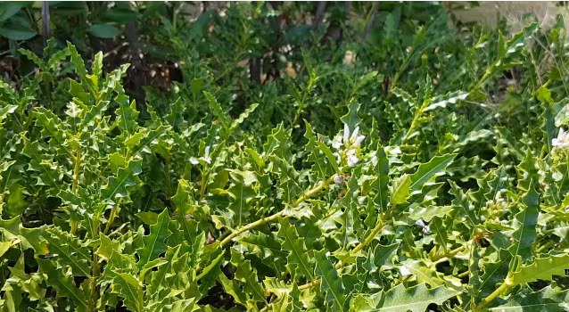 Cây ô rô, còn được biết đến với nhiều tên gọi khác như cây ô rô gai, ô rô hoa nhỏ, sơn ngưu bàng, ô rô nước, ô rô hoa trắng, dã hồng hoa, cây ắc ó, ô rô cạn, là một loại cây thuốc dân gian thuộc họ ô rô (Acanthaceae). (Ảnh: elead)