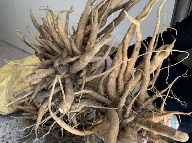 Cây ô rô có nhiều công dụng trong y học cổ truyền. Cây ô rô cạn có tính bình, vị ngọt, thường được sử dụng để điều trị các bệnh lý về máu như rong kinh, băng huyết, đi đại tiện ra máu, thổ huyết. Ngoài ra, cây còn được dùng để chữa viêm ruột thừa, tiêu thũng, chữa mụn nhọt, ghẻ lở.(Ảnh: Người đưa tin)