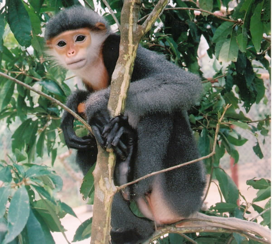 5. Chà vá chân đen (Pygathrix nigripes): Chà vá chân đen là một loài linh trưởng đặc hữu của Việt Nam, nổi bật với bộ lông màu đen và trắng, cùng đôi chân đen đặc trưng. (Ảnh: WWF)