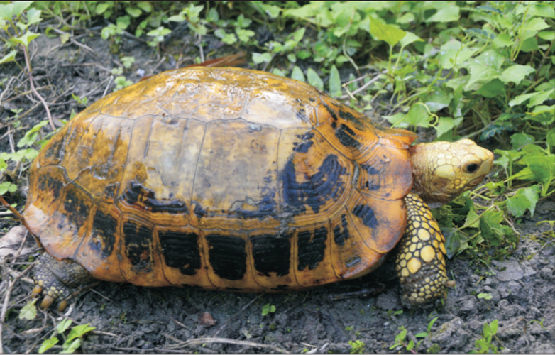 3. Rùa núi vàng (Indotestudo elongata): Rùa núi vàng, còn được gọi là rùa đất vàng, có mai màu vàng nhạt với các đốm đen. Chúng thường sống ở các khu rừng nhiệt đới và cận nhiệt đới, từ Ấn Độ đến Việt Nam. (Ảnh: India Biodiversity Portal)
