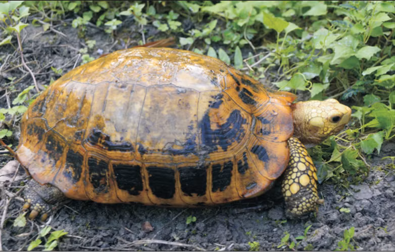 3. Rùa núi vàng (Indotestudo elongata): Rùa núi vàng, còn được gọi là rùa đất vàng, có mai màu vàng nhạt với các đốm đen. Chúng thường sống ở các khu rừng nhiệt đới và cận nhiệt đới, từ Ấn Độ đến Việt Nam. (Ảnh: India Biodiversity Portal)