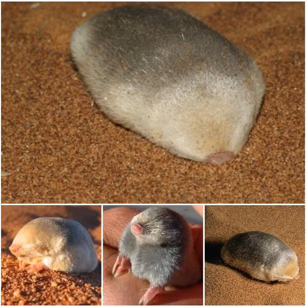 Cobus Theron, thuộc EWT, chia sẻ: "Đây là một dự án rất thú vị với nhiều thách thức. May mắn thay, chúng tôi có một đội ngũ đầy nhiệt huyết và những ý tưởng sáng tạo".(Ảnh:CafeF)