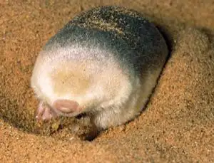 Việc tái phát hiện loài chuột chũi vàng De Winton là một minh chứng cho thấy sự kiên trì và công nghệ hiện đại có thể mang lại những kết quả bất ngờ. Hy vọng rằng, với những nỗ lực bảo tồn tiếp theo, loài chuột chũi này sẽ không còn đứng trước nguy cơ tuyệt chủng và sẽ tiếp tục tồn tại trong tự nhiên. (Ảnh:New Scientist)