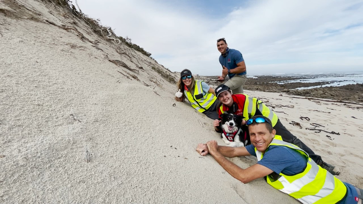 Lần cuối cùng loài chuột chũi này được nhìn thấy là vào năm 1936. Tuy nhiên, vào ngày 28/11/2023, một nhóm nghiên cứu từ Tổ chức Động vật hoang dã có nguy cơ tuyệt chủng (EWT) và Đại học Pretoria đã phát hiện hai con chuột chũi vàng De Winton dưới lớp cát của Port Nolloth. Đây là kết quả của một cuộc tìm kiếm rộng rãi, sử dụng công nghệ hiện đại như DNA môi trường và chó đánh hơi huấn luyện.(Ảnh:The Washington Post)