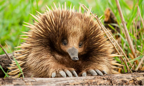 Loài thú này có kích thước lớn hơn so với các loài thú lông nhím khác, với mõm dài chiếm hai phần ba phần đầu và hơi cong xuống dưới. Chúng có gai ngắn hơn, nằm rải rác xen giữa các sợi lông thô.(Ảnh: IAS Gyan)