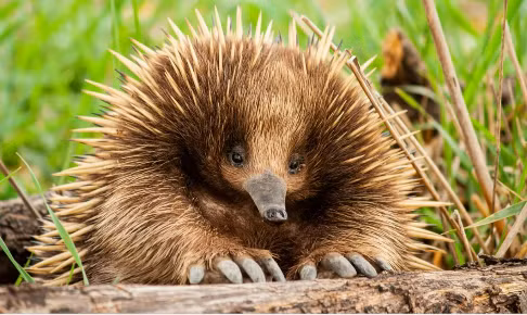Loài thú này có kích thước lớn hơn so với các loài thú lông nhím khác, với mõm dài chiếm hai phần ba phần đầu và hơi cong xuống dưới. Chúng có gai ngắn hơn, nằm rải rác xen giữa các sợi lông thô.(Ảnh: IAS Gyan)