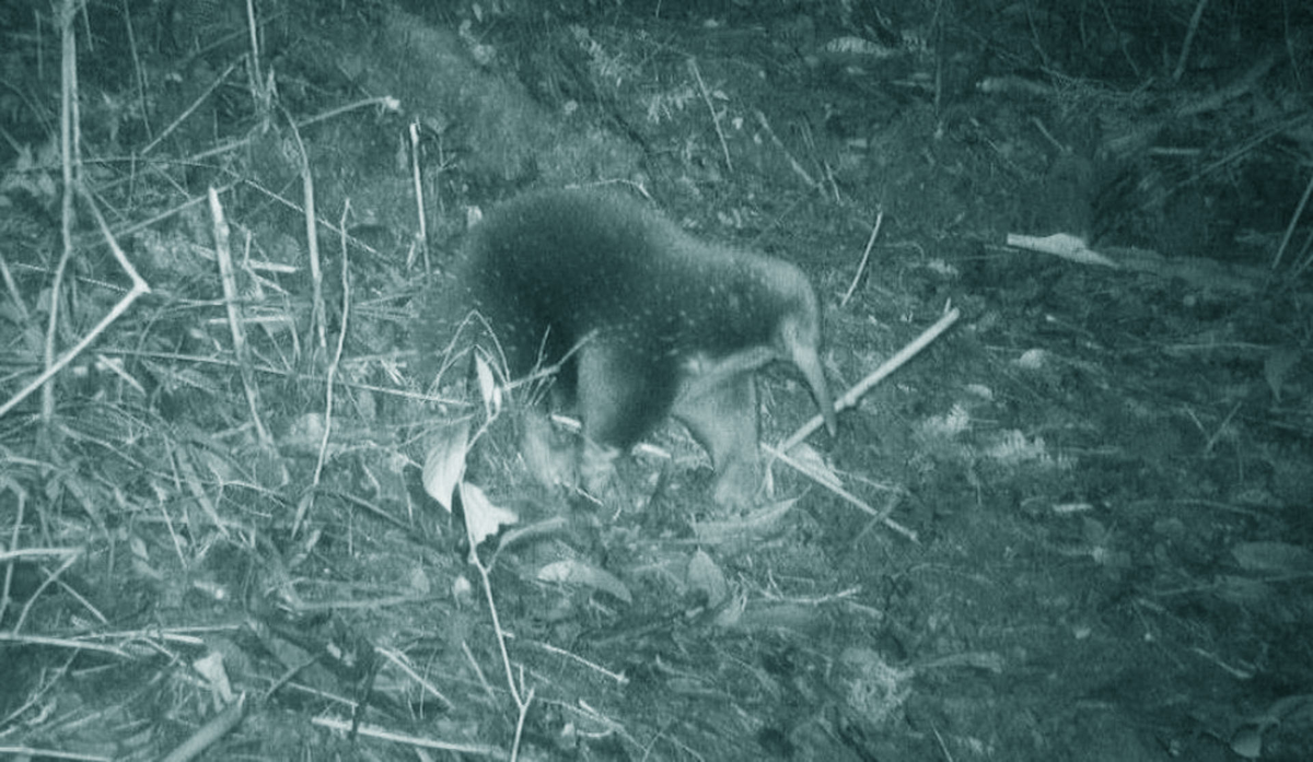 Các nhà khoa học thuộc Đại học Oxford đã chụp được hình ảnh của loài thú quý hiếm này nhờ bẫy ảnh trong chuyến thám hiểm kéo dài 4 tuần. Phát hiện này làm kinh ngạc giới khoa học vì từ năm 1961 đến nay, không có ghi nhận nào về sự tồn tại của chúng. (Ảnh: Sci.News)
