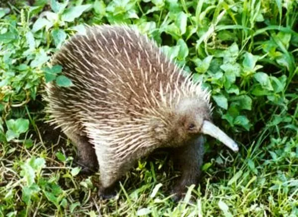 Thú lông nhím mỏ dài Attenborough sinh sống chủ yếu tại vùng núi Cyclops, gần thành phố Sentani và Jayapura ở tỉnh Papua của Indonesia. (Ảnh: WAWA Conservation)