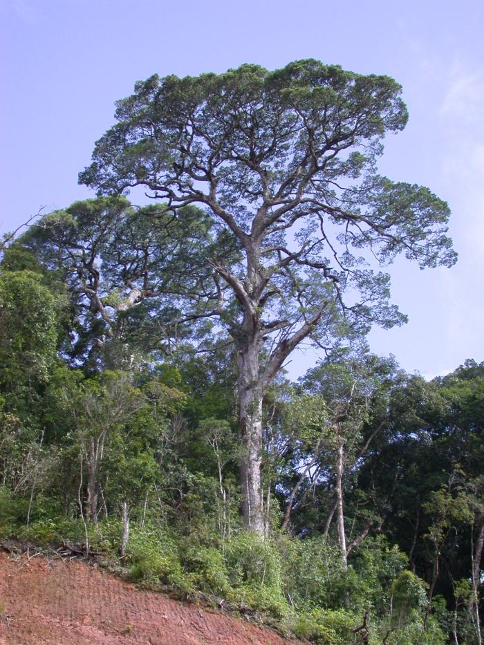 Việc bảo tồn loài cây này không chỉ giúp duy trì sự đa dạng sinh học mà còn góp phần bảo vệ các hệ sinh thái rừng nhiệt đới. (Ảnh:Trung tâm Dữ liệu Thực vật Việt Nam)