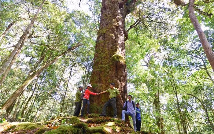 Loài cây này thường mọc ở độ cao từ 1.400-1.900m, trong các khu rừng hỗn giao giữa cây lá rộng và lá kim.(Ảnh: Dân Việt)
